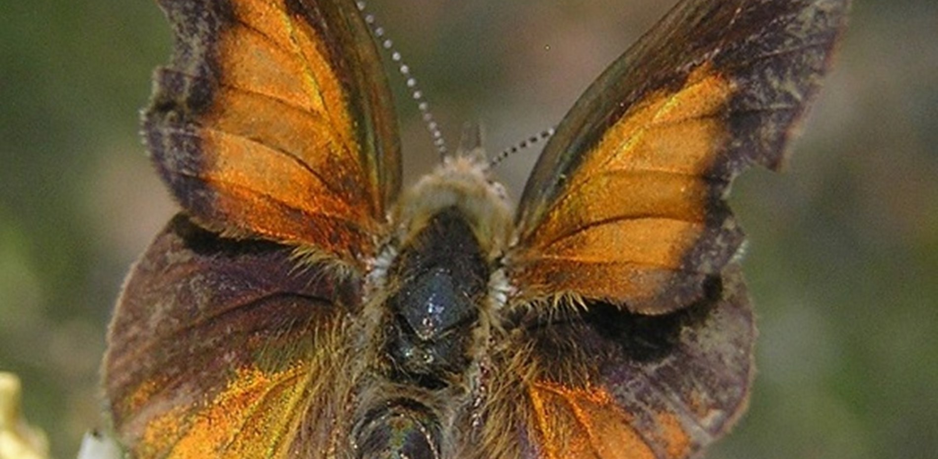 Eltham Copper Butterfly Habitat Protection ensured during Hurstbridge Line Duplication Main Image